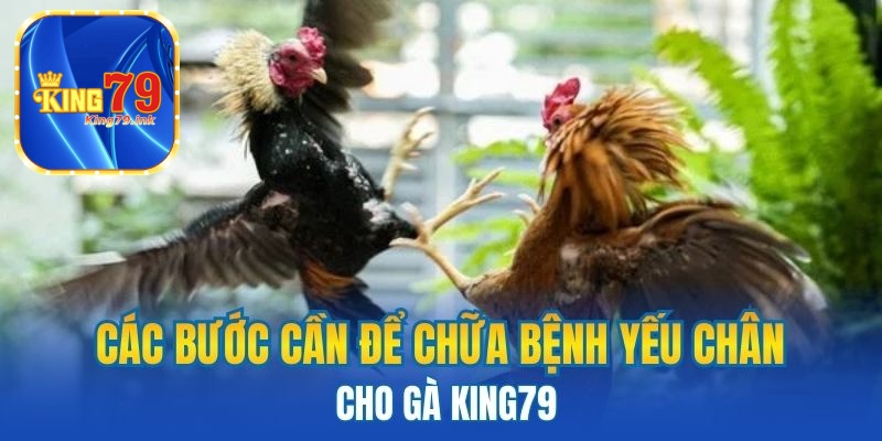 Các bước cần để chữa bệnh yếu chân cho gà King79