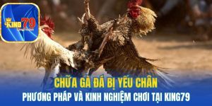 Chữa gà đá bị yếu chân