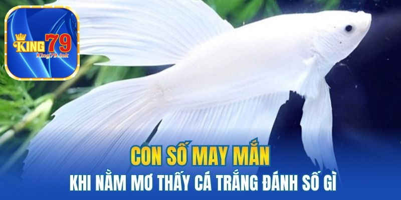 Con số may mắn khi nằm mơ thấy cá trắng đánh số gì