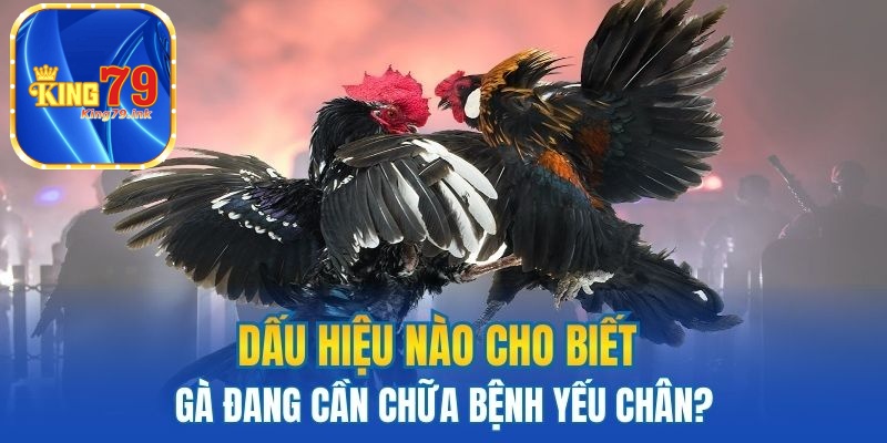 Dấu hiệu nào cho biết gà đang cần chữa bệnh yếu chân
