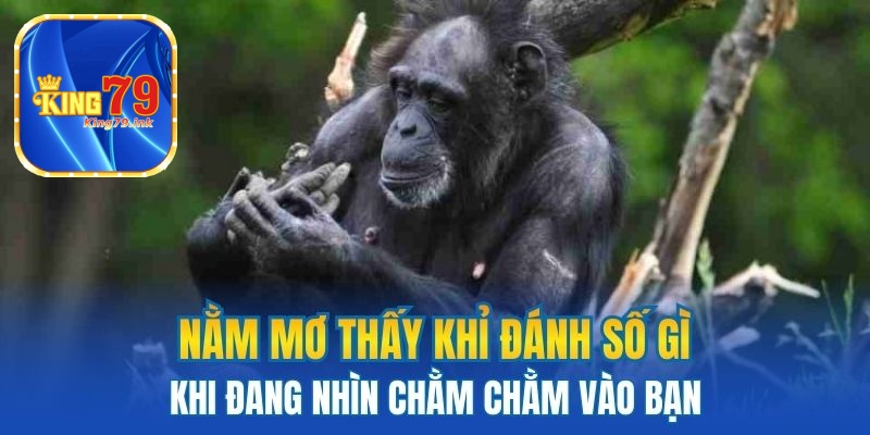 Nằm mơ thấy khỉ đánh số gì khi đang nhìn chằm chằm vào bạn